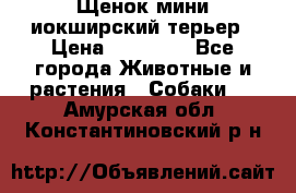 Щенок мини иокширский терьер › Цена ­ 10 000 - Все города Животные и растения » Собаки   . Амурская обл.,Константиновский р-н